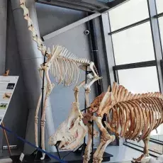 zdjęcie 9