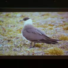 Wykład  Pana Michała Kochańczyka -  "Rejs polarny – Przejście Północno - Wschodnie " - 27. 05. 2015