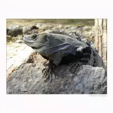 Ostrość, głębia, kadr i cyk fotka już jest !!!     natura wodna                                     