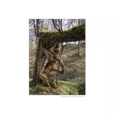 Ostrość, głębia, kadr i cyk fotka już jest !!! natura