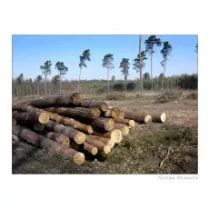 Ostrość, głębia, kadr i cyk fotka już jest !!! drewno