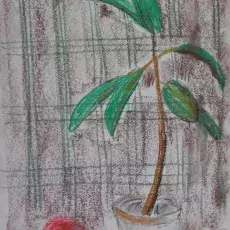 Tomacki Zenon - Martwa natura ( pastel )