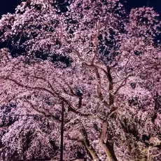 hanami